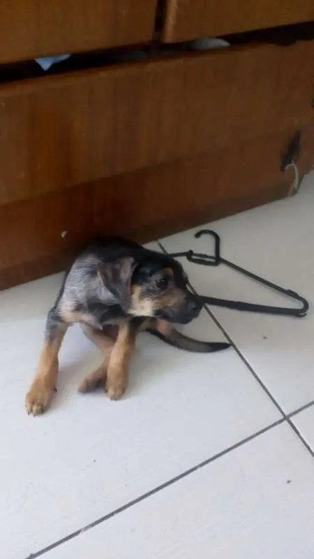 Cachorro ra a vira-lata idade 2 a 6 meses nome sem nome