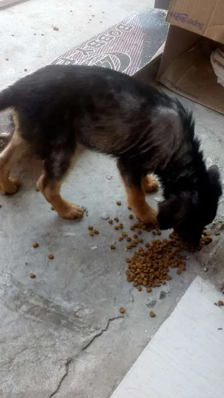 Cachorro ra a vira-lata idade 2 a 6 meses nome sem nome