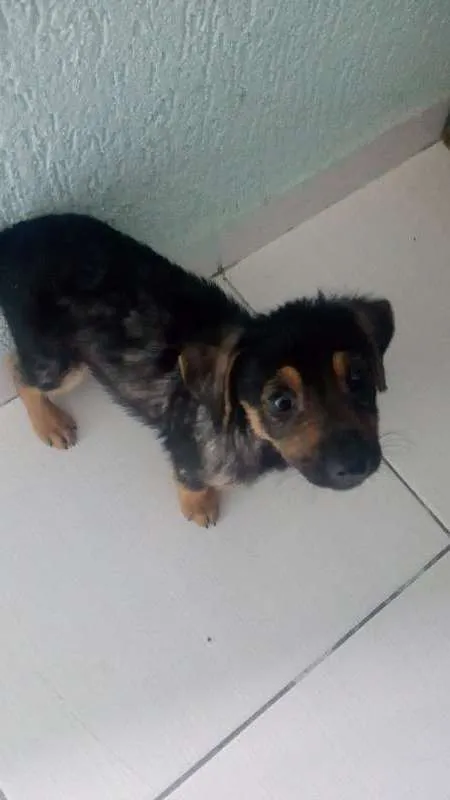Cachorro ra a vira-lata idade 2 a 6 meses nome sem nome