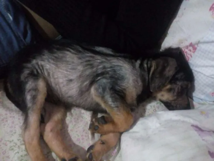 Cachorro ra a vira-lata idade 2 a 6 meses nome sem nome