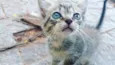 Gatinho