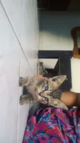 Gatinho