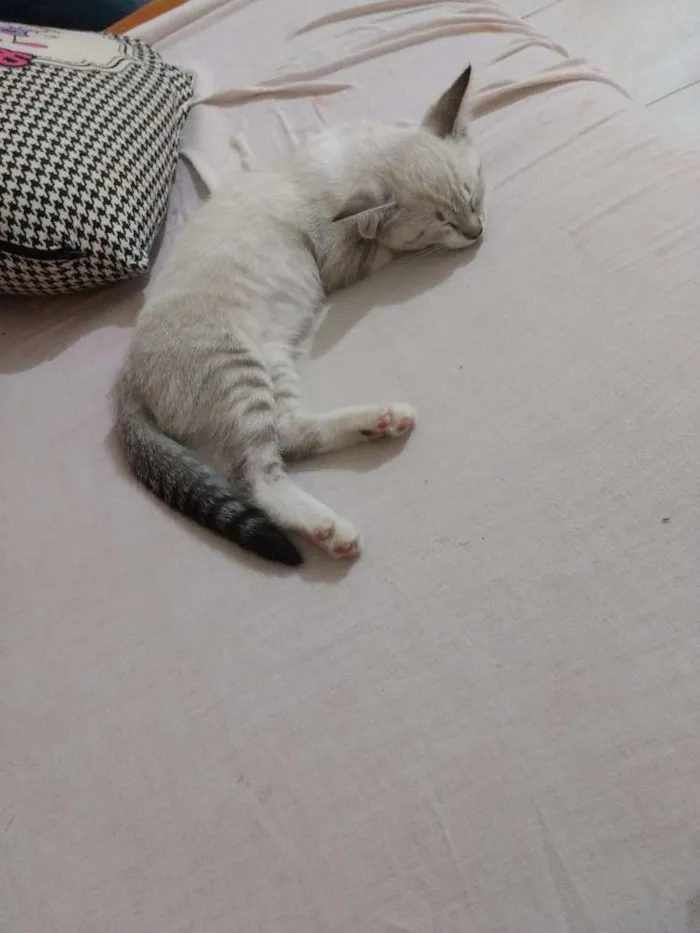 Gato ra a Siamês idade 2 a 6 meses nome Mia