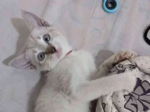 Gato raça Siamês idade 2 a 6 meses nome Mia