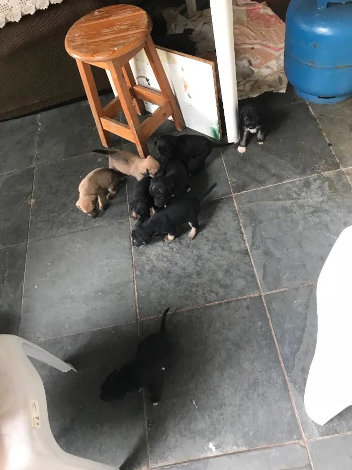 Cachorro ra a Viralatas idade Abaixo de 2 meses nome Lindos e lindas