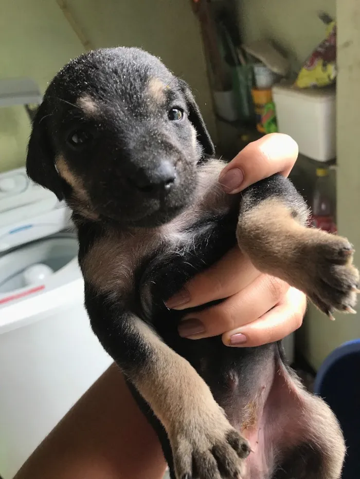 Cachorro ra a Viralatas idade Abaixo de 2 meses nome Lindos e lindas