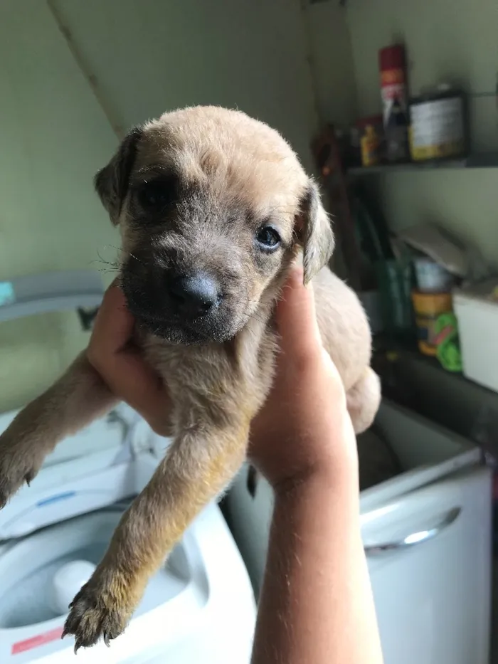 Cachorro ra a Viralatas idade Abaixo de 2 meses nome Lindos e lindas
