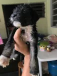 Lindos e lindas