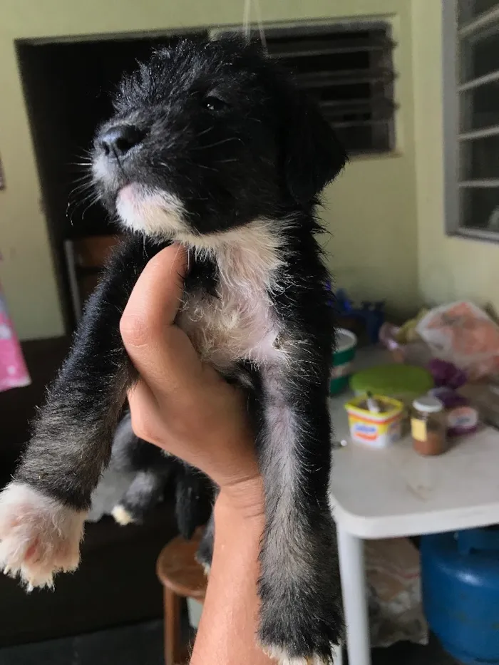 Cachorro ra a Viralatas idade Abaixo de 2 meses nome Lindos e lindas