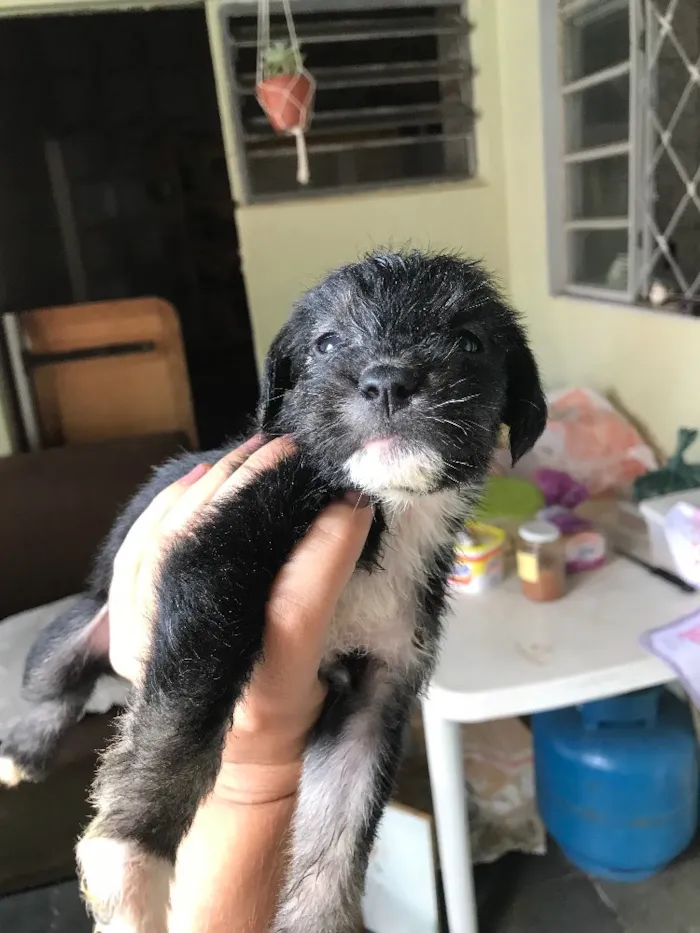 Cachorro ra a Viralatas idade Abaixo de 2 meses nome Lindos e lindas