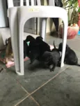 Lindos e lindas