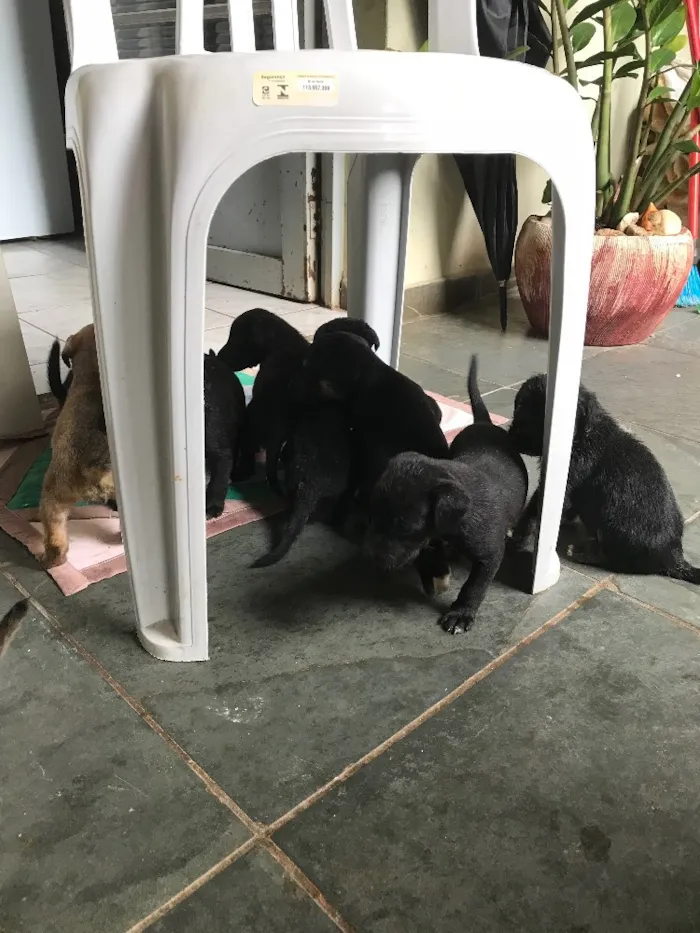 Cachorro ra a Viralatas idade Abaixo de 2 meses nome Lindos e lindas