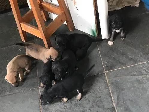 Cachorro ra a Viralatas idade Abaixo de 2 meses nome Lindos e lindas