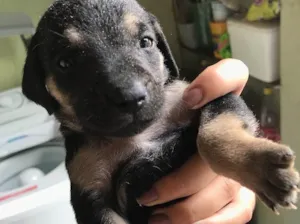 Cachorro raça Viralatas idade Abaixo de 2 meses nome Lindos e lindas