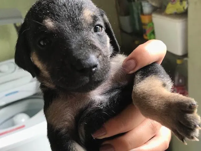 Cachorro ra a Viralatas idade Abaixo de 2 meses nome Lindos e lindas