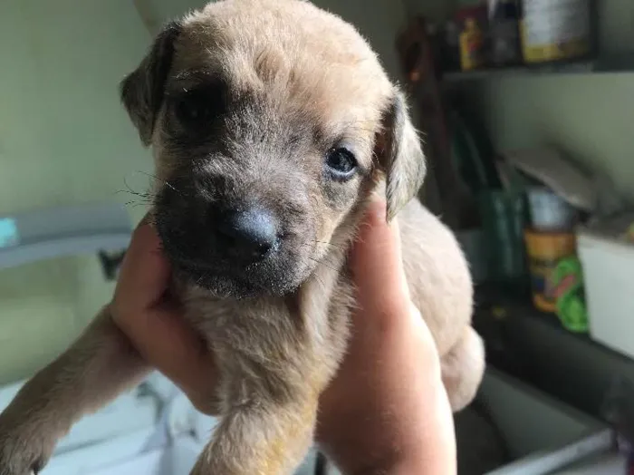 Cachorro ra a Viralatas idade Abaixo de 2 meses nome Lindos e lindas