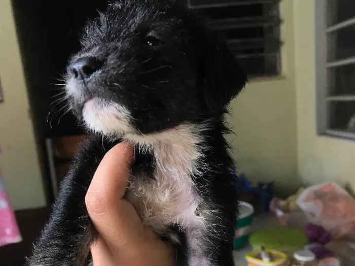 Cachorro ra a Viralatas idade Abaixo de 2 meses nome Lindos e lindas
