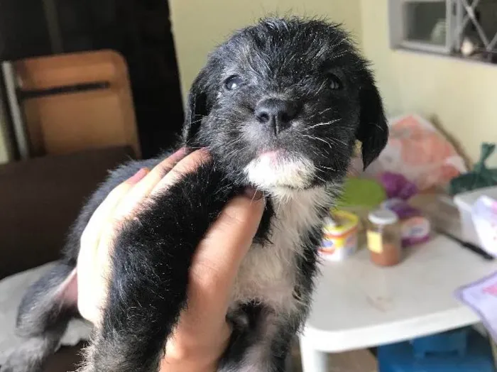 Cachorro ra a Viralatas idade Abaixo de 2 meses nome Lindos e lindas