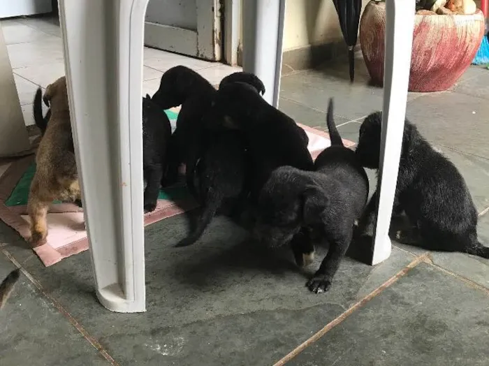 Cachorro ra a Viralatas idade Abaixo de 2 meses nome Lindos e lindas