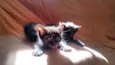 Amora e Batman