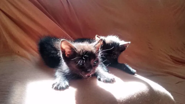 Gato ra a  idade 2 a 6 meses nome Amora e Batman