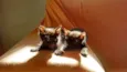 Amora e Batman