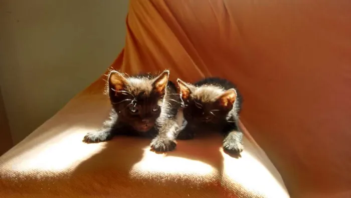 Gato ra a  idade 2 a 6 meses nome Amora e Batman