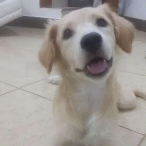 Cachorro raça SRD idade 2 a 6 meses nome Lua