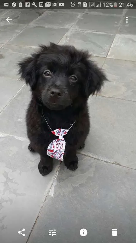 Cachorro ra a Shitzu/poodle idade 7 a 11 meses nome Fofuxo