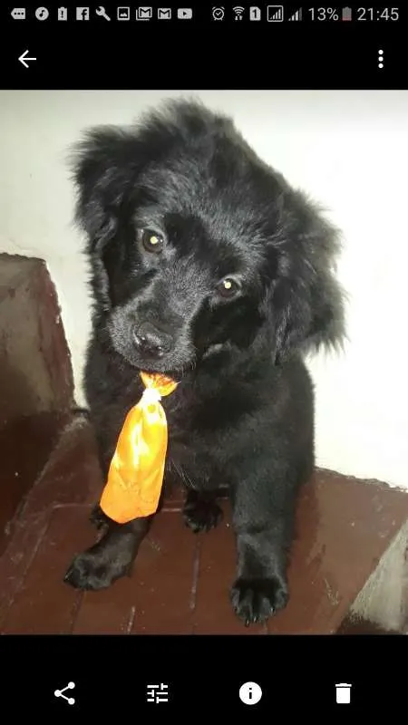 Cachorro ra a Shitzu/poodle idade 7 a 11 meses nome Fofuxo