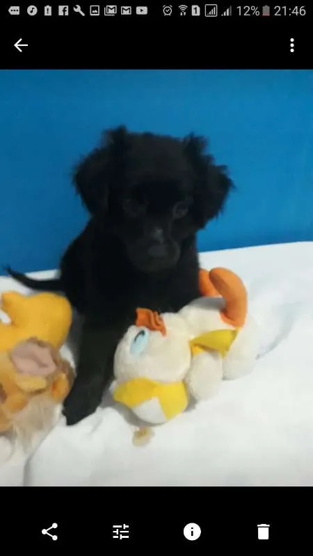 Cachorro ra a Shitzu/poodle idade 7 a 11 meses nome Fofuxo