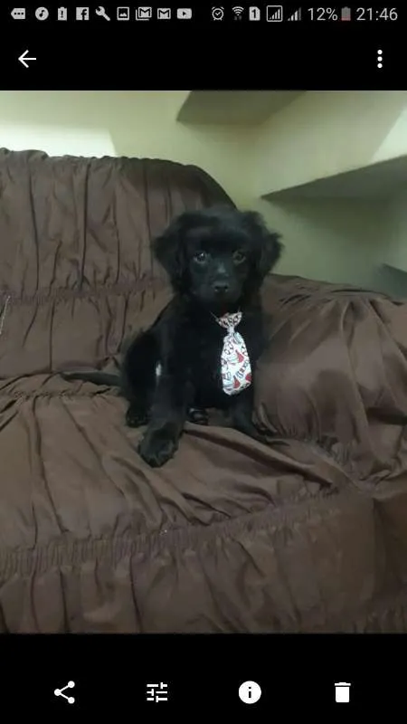 Cachorro ra a Shitzu/poodle idade 7 a 11 meses nome Fofuxo