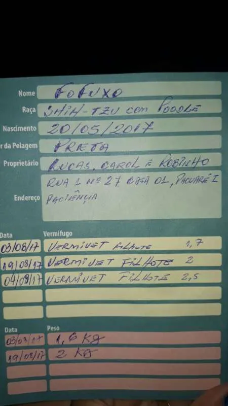 Cachorro ra a Shitzu/poodle idade 7 a 11 meses nome Fofuxo