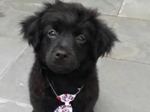 Cachorro raça Shitzu/poodle idade 7 a 11 meses nome Fofuxo