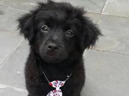 Cachorro ra a Shitzu/poodle idade 7 a 11 meses nome Fofuxo