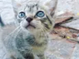 Gatinho