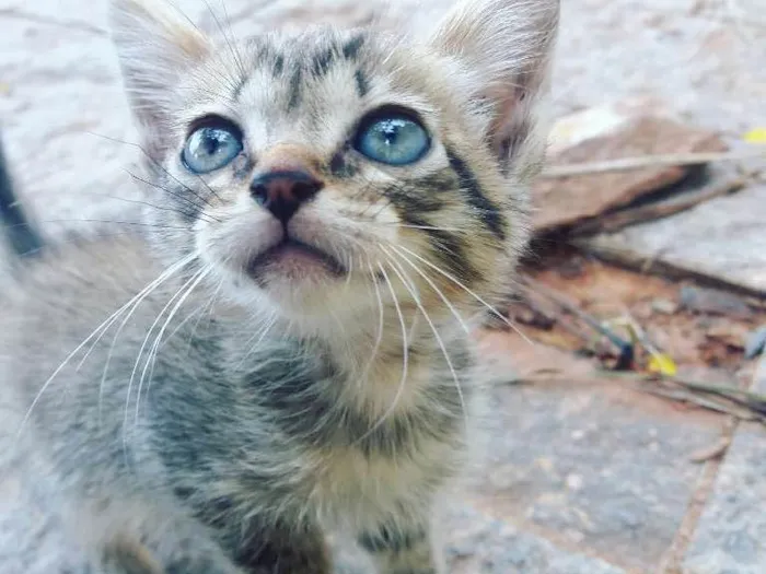 Gato ra a  idade  nome Gatinho