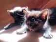 Amora e Batman