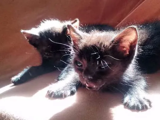 Gato ra a  idade 2 a 6 meses nome Amora e Batman