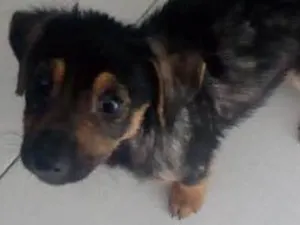 Cachorro raça vira-lata idade 2 a 6 meses nome sem nome