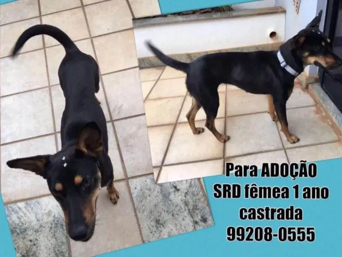 Cachorro raça SRD idade 1 ano nome Amora