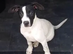 Cachorro raça SRD idade 2 a 6 meses nome PHILOMENA 