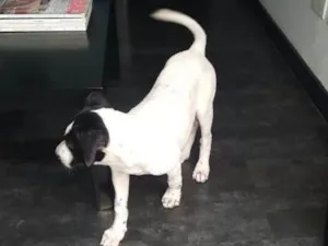 Cachorro raça SRD idade 2 a 6 meses nome PHILOMENA 