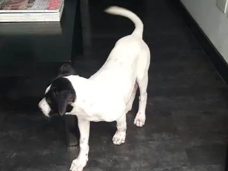 Cachorro ra a SRD idade 2 a 6 meses nome PHILOMENA 