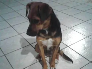 Cachorro raça Vira-lata idade 1 ano nome Lara