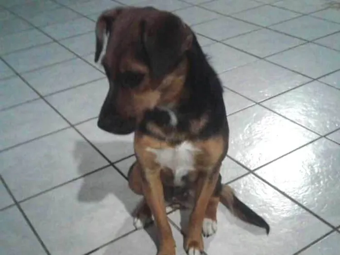 Cachorro ra a Vira-lata idade 1 ano nome Lara