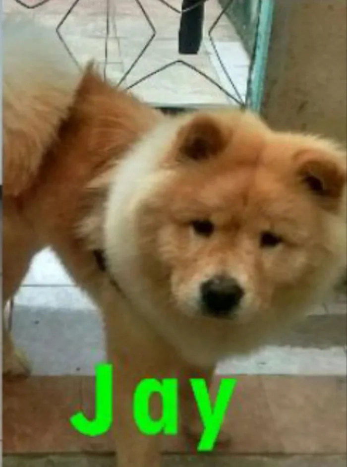 Cachorro raça Chow chow idade 1 ano nome Jay