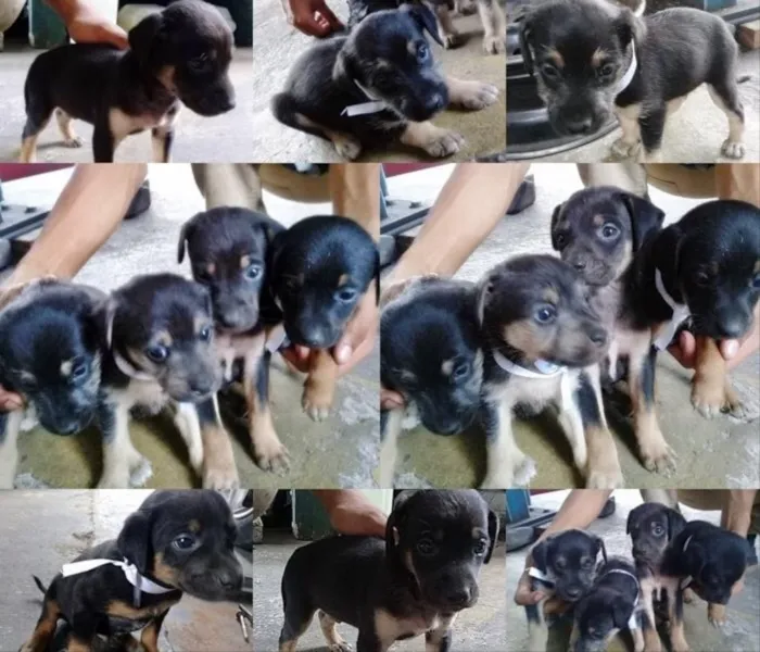 Cachorro ra a Vira lata idade Abaixo de 2 meses nome Não Tem