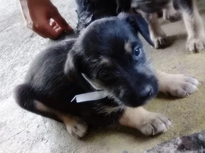 Cachorro ra a Vira lata idade Abaixo de 2 meses nome Não Tem