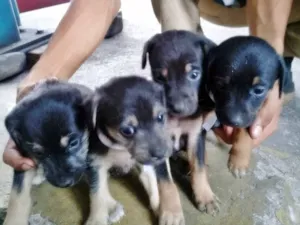 Cachorro raça Vira lata idade Abaixo de 2 meses nome Não Tem